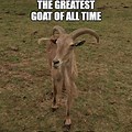 You're the Goat Meme