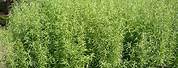 Estragon Artemisia Dracunculus