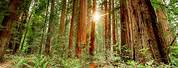 Redwood Park in America