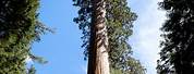 Sequoia Grove Scenery