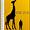 How Tall Is the Tallest Giraffe