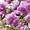 Lilac Blossom Wallpaper iPhone