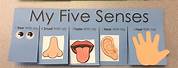 5 Senses Activities for Preschoolers Free