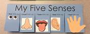 5 Senses Theme Kindergarten Pinterest