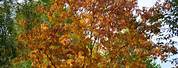 Acer Platanoides Drummondii Autumn Colour