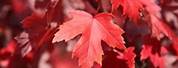 Acer Rubrum Autumn Red