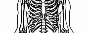 Anatomy Skeleton Coloring Pages