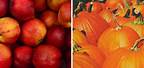 Apple vs Pumpkin Flavor