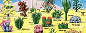 Arizona Desert Plants Guide