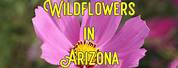 Arizona High Elevation Wildflowers