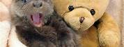Baby Otter Holding Teddy Bear