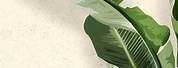 Banana Leaves iPhone BG