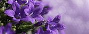 Beautiful Light Purple Flowers