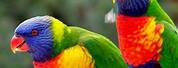 Beautiful Tropical Colorful Birds