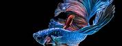 Betta Fish Wallpaper 4K Ultra HD