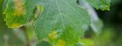 Biological Control Mildew of Grapes
