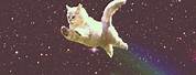 Black Cat Flying through Space