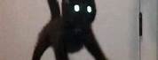 Black Cat Meme Profile Pictures