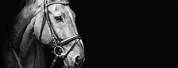 Black and White Horse Picture High Quality