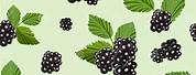 BlackBerry Fruit Cartoon Aesthetic