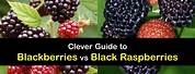 BlackBerry vs Black Cap