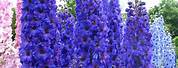 Blue Delphinium Flower Garden