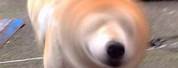Blurry Dog Meme Face