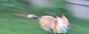 Blurry Photo of Dog with Zoomies Meme