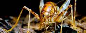 Bright Green Cave Cricket