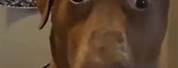 Brown Dog Stare Meme