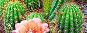 Cactus Blooming Arizona Desert