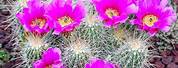 Cactus Flower Bloom