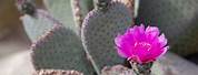 Cactus Flowers of Southern California Desert