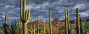 Cactus Forest AZ