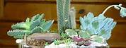 Cactus Indoor Garden in a Glass Enclosure