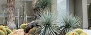 Cactus and Palm Tree Landscape