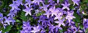 Campanula Poscharskyana Serbian Bellflower