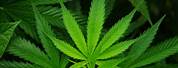 Cannabis Sativa Leaves