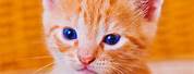 Cat Baby in Orange Colour
