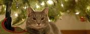Cat Sleeping Under Christmas Tree
