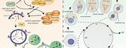 Cell Cycle and Autophagy