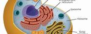 Cell Theory Images Transparent