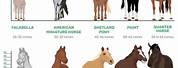 Chart of Horse Breeds with Size Comparison