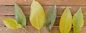 Citrus Tree Leaf Types