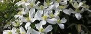Clematis White Flowers