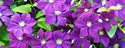 Climbing Plants Purple Flowers