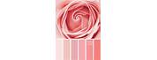 Color Palette for Paint a Pink Rose