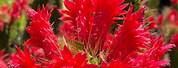 Columnar Cactus with Red Flowers