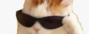 Cool Cat Meme Profile Pictures