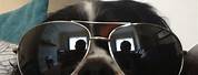 Cool Profile Pictures Dog with Sunglasses